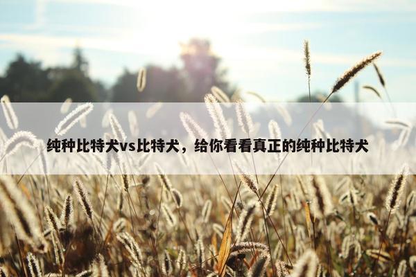 纯种比特犬vs比特犬，给你看看真正的纯种比特犬