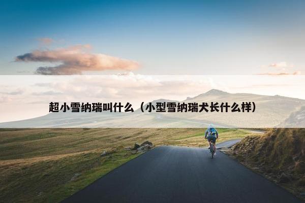 超小雪纳瑞叫什么（小型雪纳瑞犬长什么样）