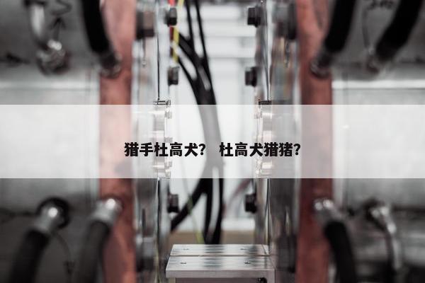 猎手杜高犬？ 杜高犬猎猪？