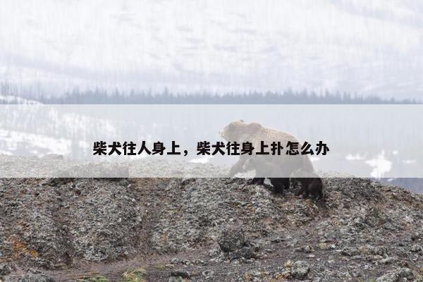 柴犬往人身上，柴犬往身上扑怎么办
