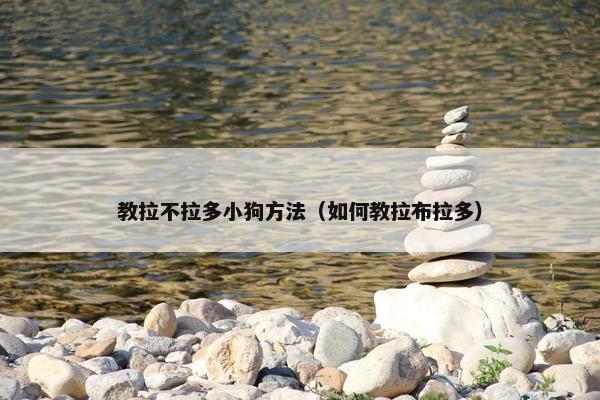 教拉不拉多小狗方法（如何教拉布拉多）