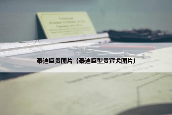 泰迪巨贵图片（泰迪巨型贵宾犬图片）