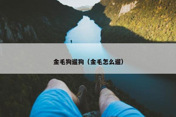 金毛狗遛狗（金毛怎么遛）