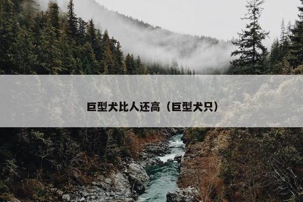 巨型犬比人还高（巨型犬只）