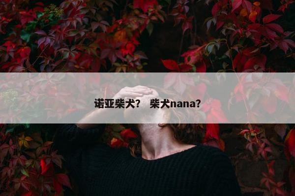 诺亚柴犬？ 柴犬nana？