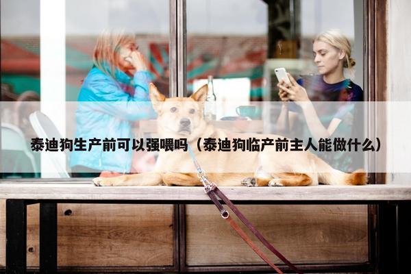泰迪狗生产前可以强喂吗（泰迪狗临产前主人能做什么）