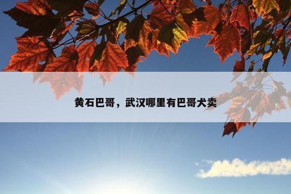 黄石巴哥，武汉哪里有巴哥犬卖