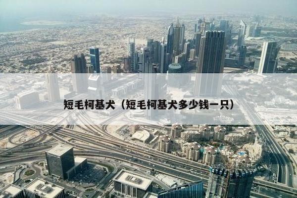 短毛柯基犬（短毛柯基犬多少钱一只）