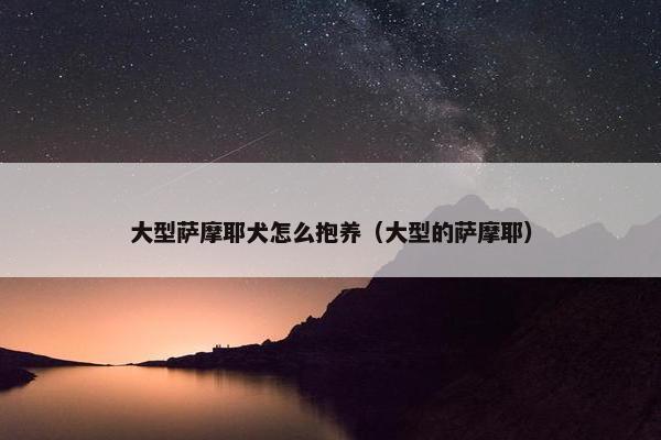 大型萨摩耶犬怎么抱养（大型的萨摩耶）