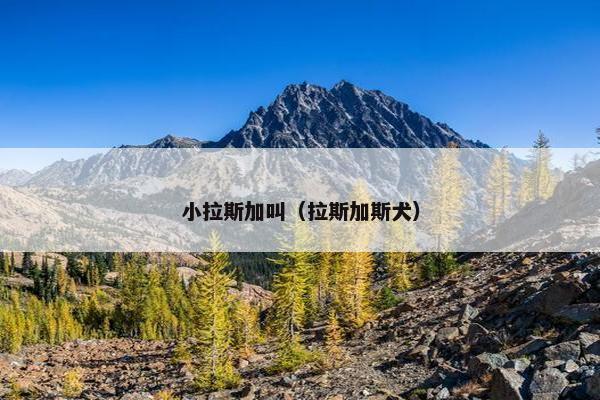 小拉斯加叫（拉斯加斯犬）