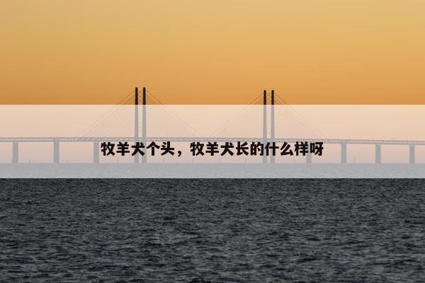 牧羊犬个头，牧羊犬长的什么样呀