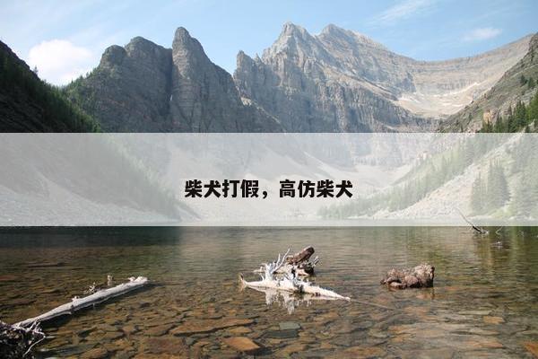 柴犬打假，高仿柴犬