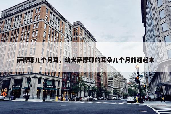 萨摩耶几个月耳，幼犬萨摩耶的耳朵几个月能翘起来