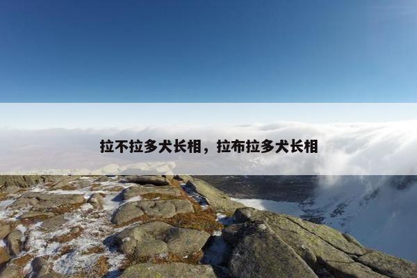 拉不拉多犬长相，拉布拉多犬长相
