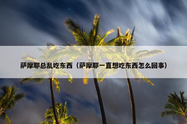 萨摩耶总乱吃东西（萨摩耶一直想吃东西怎么回事）