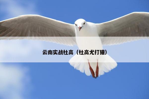 云南实战杜高（杜高尤打猎）