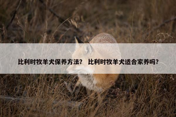 比利时牧羊犬保养方法？ 比利时牧羊犬适合家养吗？
