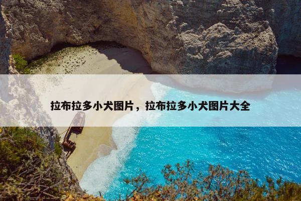 拉布拉多小犬图片，拉布拉多小犬图片大全