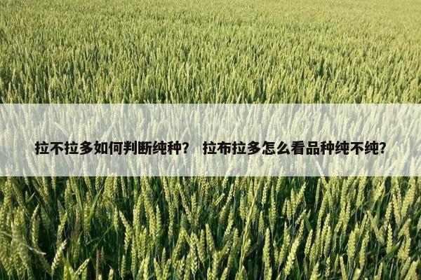 拉不拉多如何判断纯种？ 拉布拉多怎么看品种纯不纯？