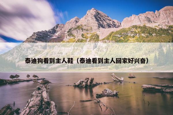 泰迪狗看到主人鞋（泰迪看到主人回家好兴奋）