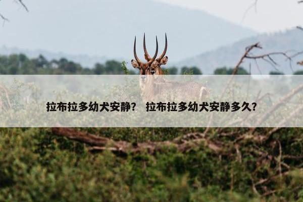 拉布拉多幼犬安静？ 拉布拉多幼犬安静多久？
