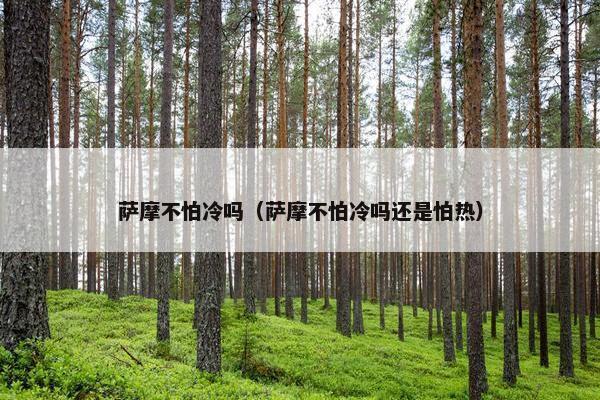 萨摩不怕冷吗（萨摩不怕冷吗还是怕热）