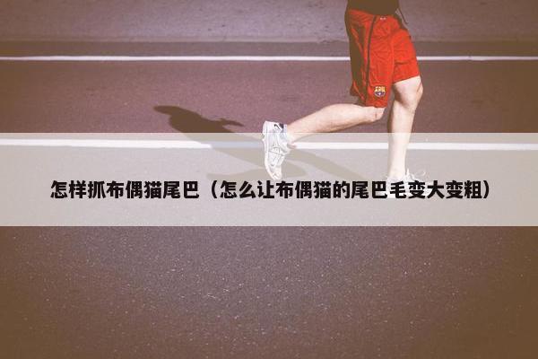 怎样抓布偶猫尾巴（怎么让布偶猫的尾巴毛变大变粗）