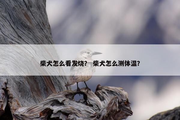 柴犬怎么看发烧？ 柴犬怎么测体温？
