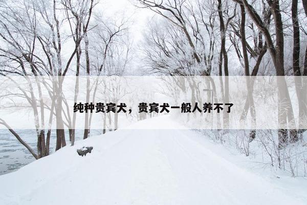 纯种贵宾犬，贵宾犬一般人养不了