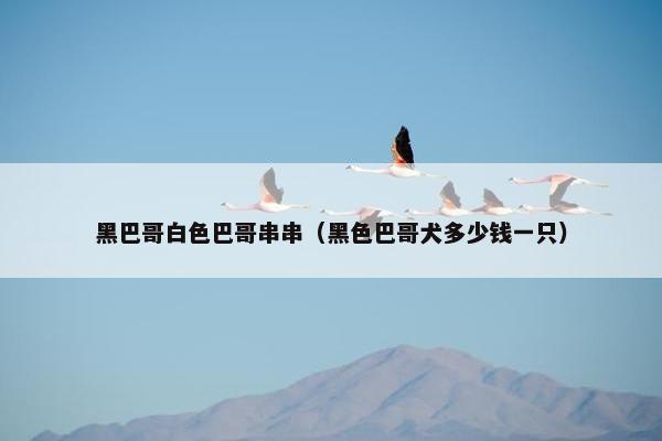黑巴哥白色巴哥串串（黑色巴哥犬多少钱一只）
