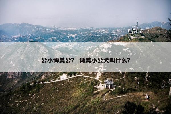 公小博美公？ 博美小公犬叫什么？
