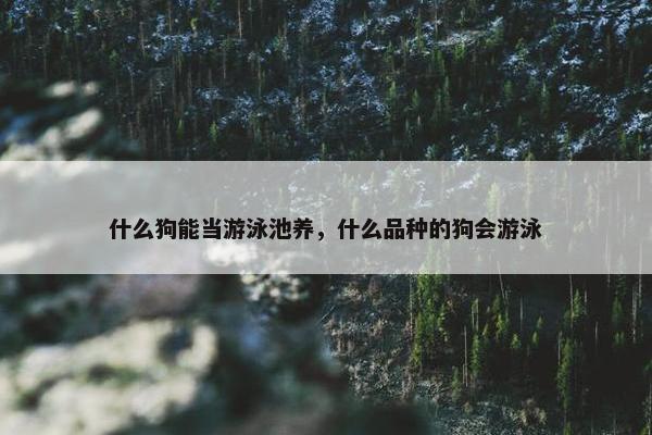 什么狗能当游泳池养，什么品种的狗会游泳