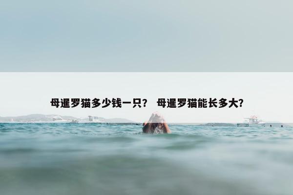 母暹罗猫多少钱一只？ 母暹罗猫能长多大？