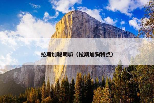 拉斯加聪明嘛（拉斯加狗特点）