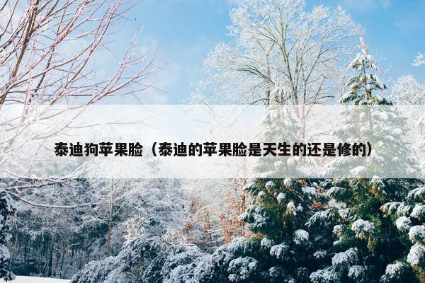 泰迪狗苹果脸（泰迪的苹果脸是天生的还是修的）