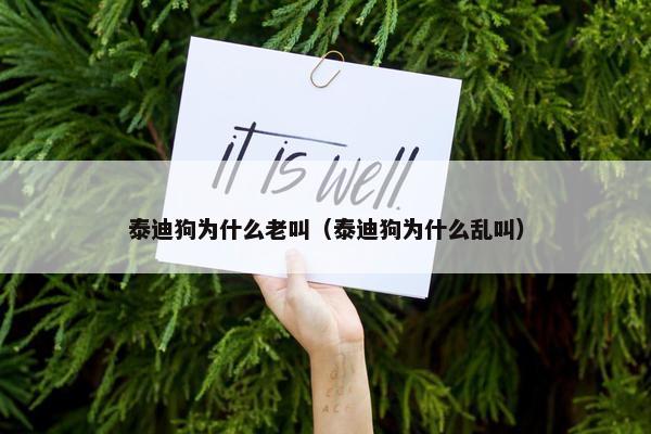 泰迪狗为什么老叫（泰迪狗为什么乱叫）