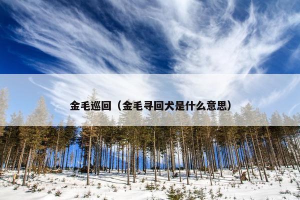 金毛巡回（金毛寻回犬是什么意思）