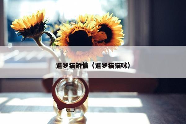 暹罗猫矫情（暹罗猫猫咪）