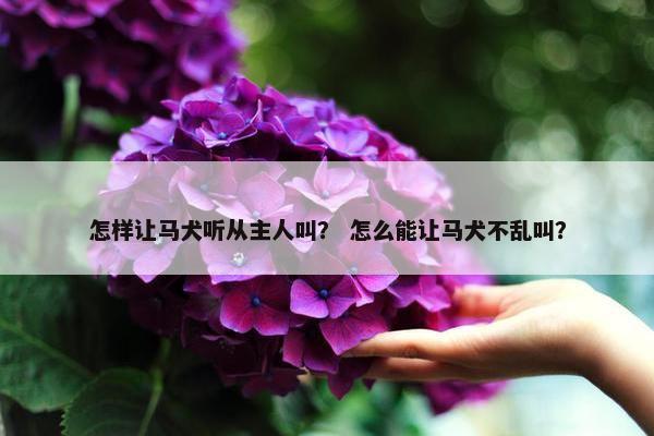 怎样让马犬听从主人叫？ 怎么能让马犬不乱叫？