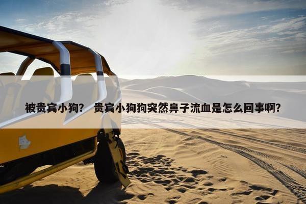 被贵宾小狗？ 贵宾小狗狗突然鼻子流血是怎么回事啊？