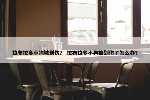 拉布拉多小狗被划伤？ 拉布拉多小狗被划伤了怎么办？