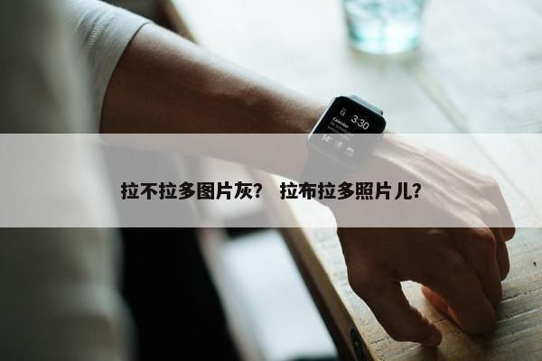 拉不拉多图片灰？ 拉布拉多照片儿？