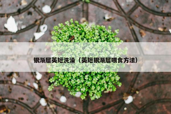 银渐层英短洗澡（英短银渐层喂食方法）