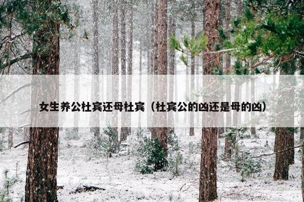 女生养公杜宾还母杜宾（杜宾公的凶还是母的凶）