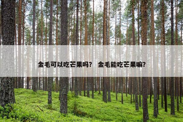 金毛可以吃芒果吗？ 金毛能吃芒果嘛？