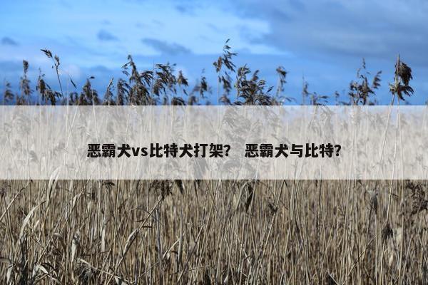 恶霸犬vs比特犬打架？ 恶霸犬与比特？