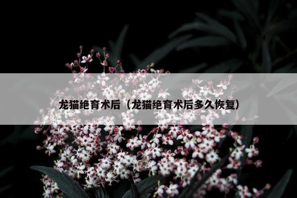龙猫绝育术后（龙猫绝育术后多久恢复）