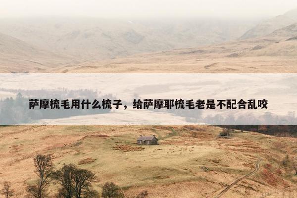 萨摩梳毛用什么梳子，给萨摩耶梳毛老是不配合乱咬