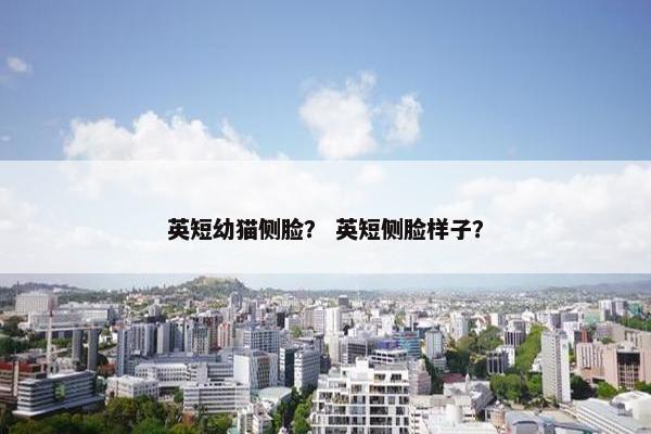 英短幼猫侧脸？ 英短侧脸样子？