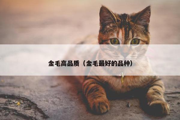 金毛高品质（金毛最好的品种）